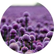 Purple Evening Dresses UK